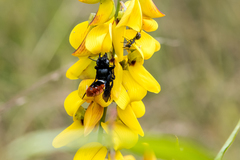 Callomegachile