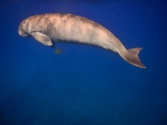 Dugong dugon