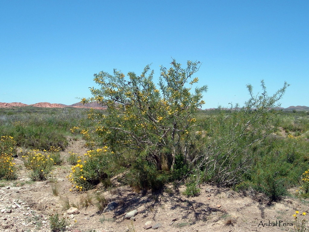 Prosopis ruizlealii Burkart