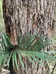 Macrozamia riedlei