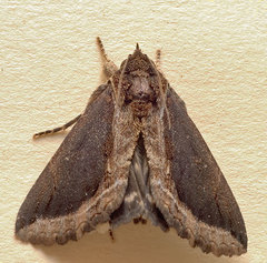Ercheia cyllaria