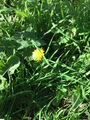 Taraxacum officinale