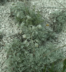 Artemisia hololeuca