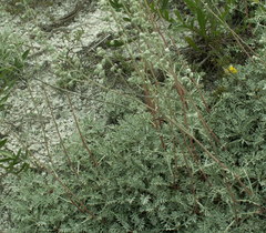 Artemisia hololeuca