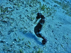 Hippocampus jayakari