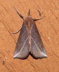 Phyprosopus callitrichoides