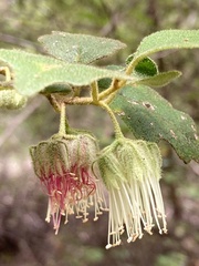 Chorilaena quercifolia
