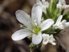 Arenaria aggregata