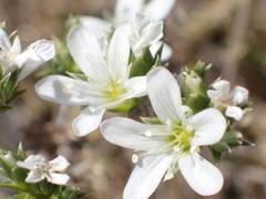 Arenaria aggregata