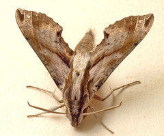 Eupanacra mydon