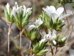 Arenaria aggregata