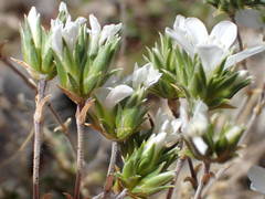 Arenaria aggregata