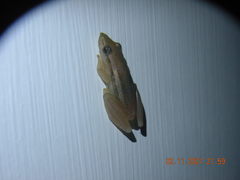 Scinax squalirostris