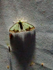 Eucyclodes iridescens