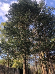 Cunninghamia lanceolata