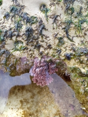 Ellisolandia elongata