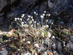 Arenaria aggregata