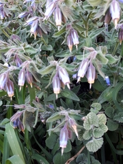 Podonosma orientalis