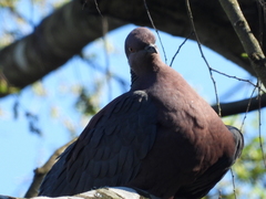 Patagioenas araucana
