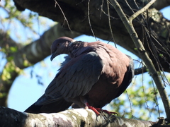 Patagioenas araucana
