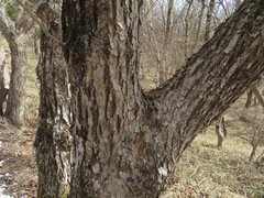 Quercus crispula