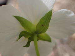 Arenaria montana