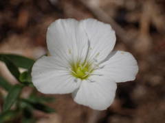 Arenaria montana
