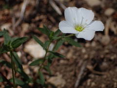 Arenaria montana