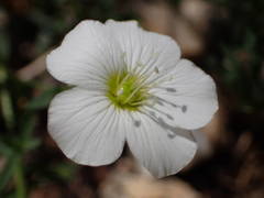 Arenaria montana