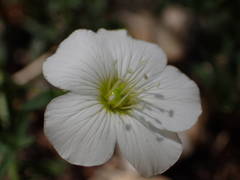 Arenaria montana