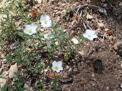 Arenaria montana