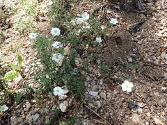 Arenaria montana