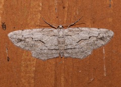 Iridopsis pergracilis