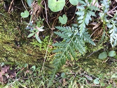 Asplenium adiantum-nigrum
