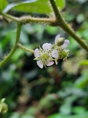 Rubus urticifolius