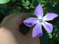 Vinca major