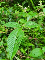 Rubus urticifolius