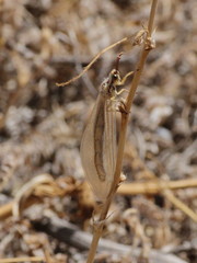 Myrmecaelurus trigrammus