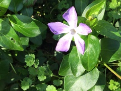 Vinca major