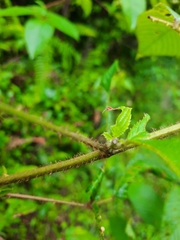 Rubus urticifolius