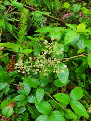 Rubus urticifolius