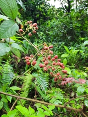 Rubus urticifolius