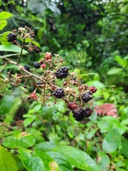 Rubus urticifolius