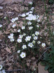 Arenaria montana