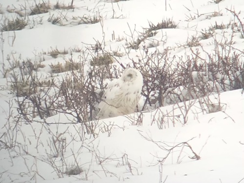 Short-eared Owl photographed in New Jersey