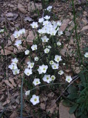 Arenaria montana