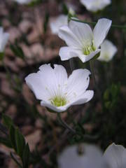 Arenaria montana
