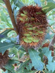 Banksia quercifolia