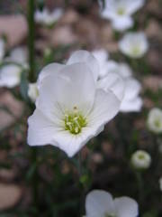 Arenaria montana