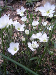 Arenaria montana
